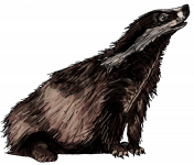 Mr. Snuggles the most cuddliest, squishiest, adorable dire badger ever